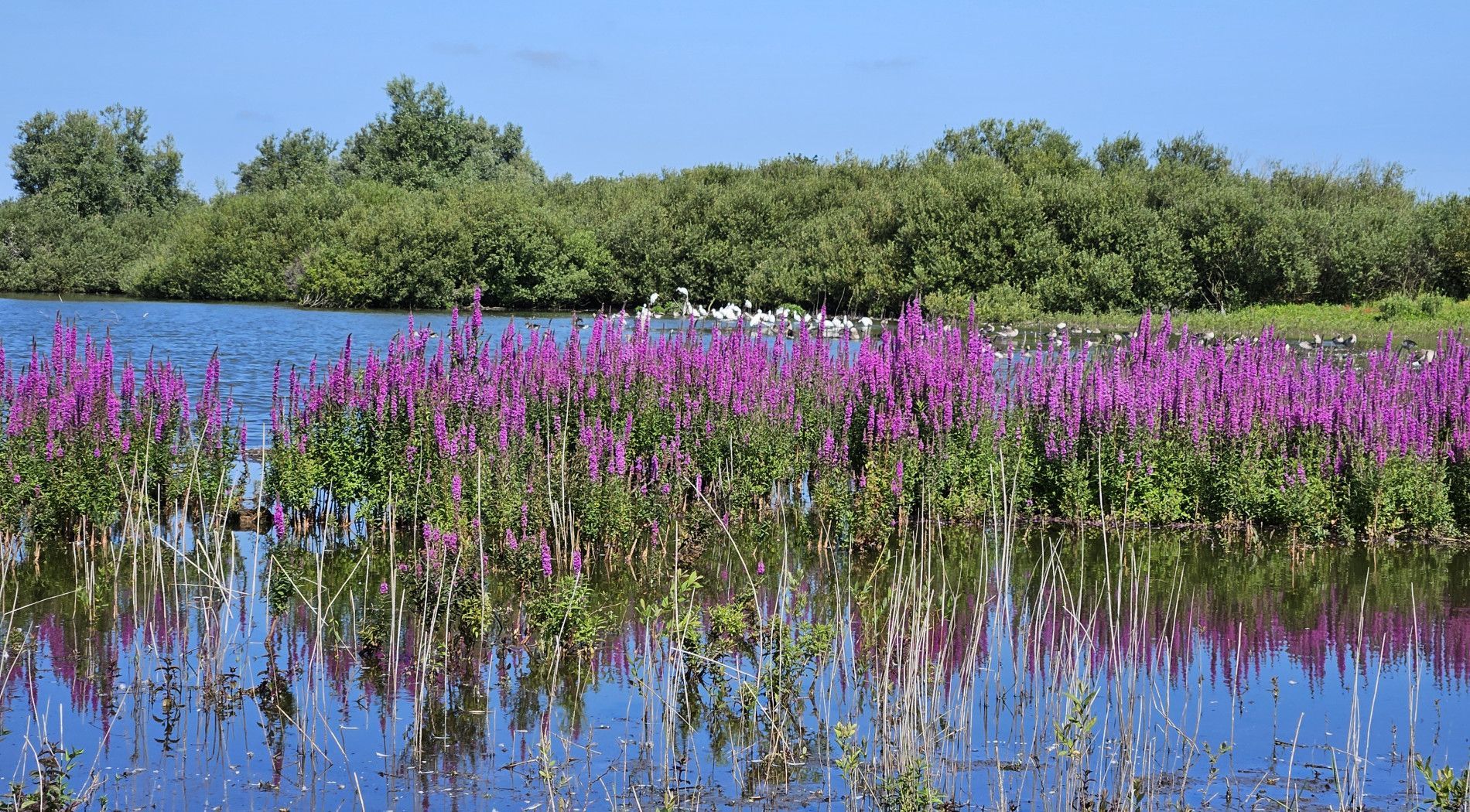 Lake Westerplas Schiermonnikoog