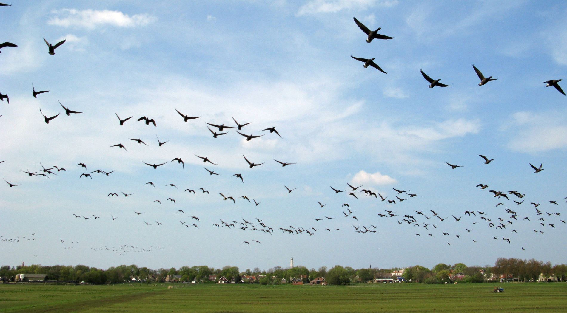 Brent geese in Schiermonnikoog's banckspolder