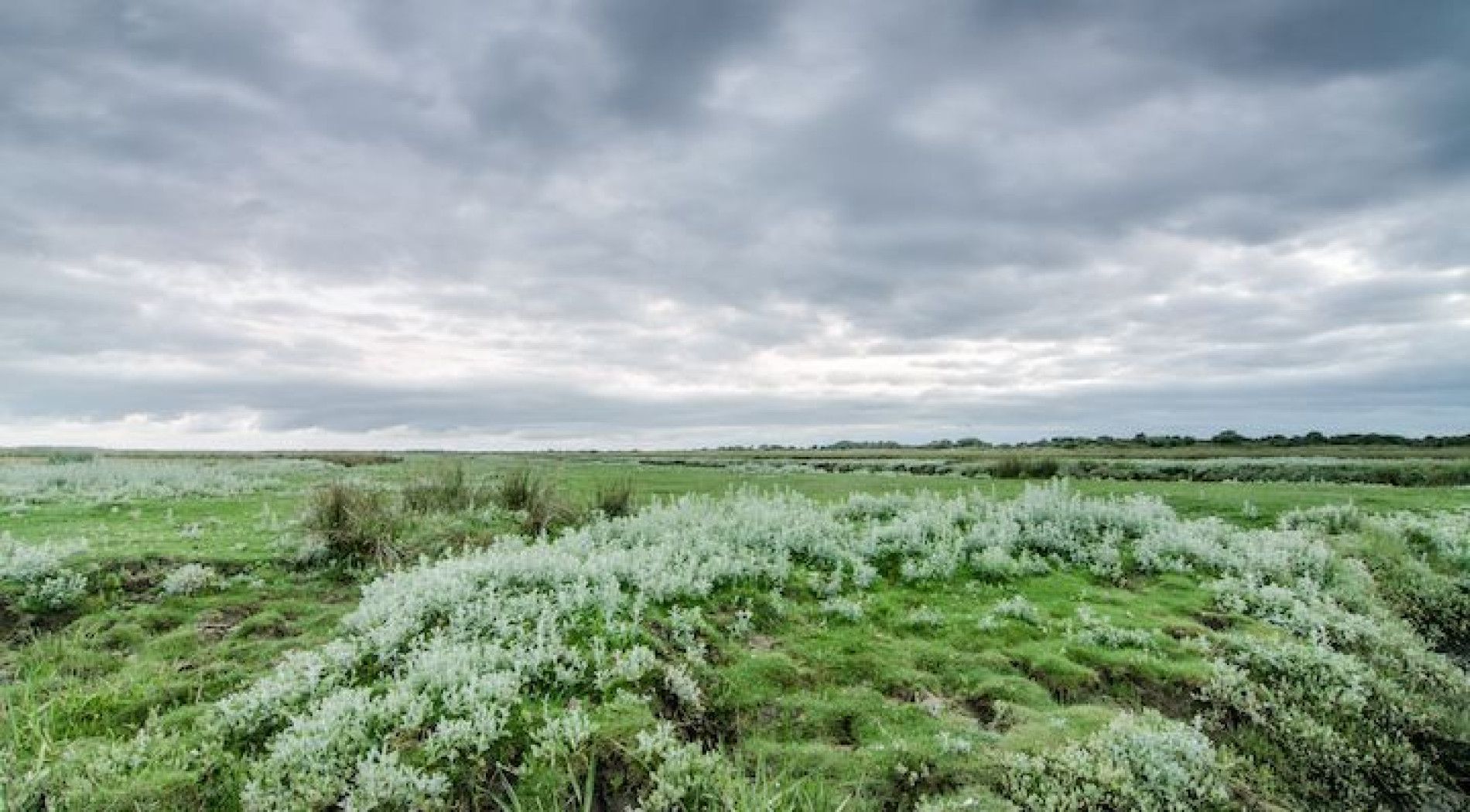 salt marshes