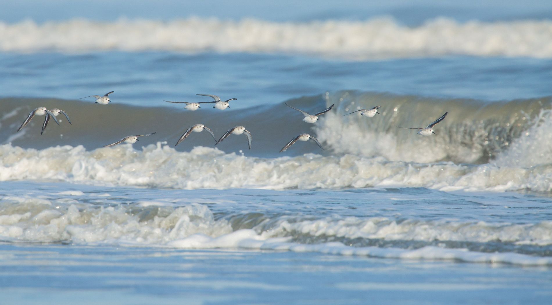 Bird watching on the beach of Schiermonnikoog