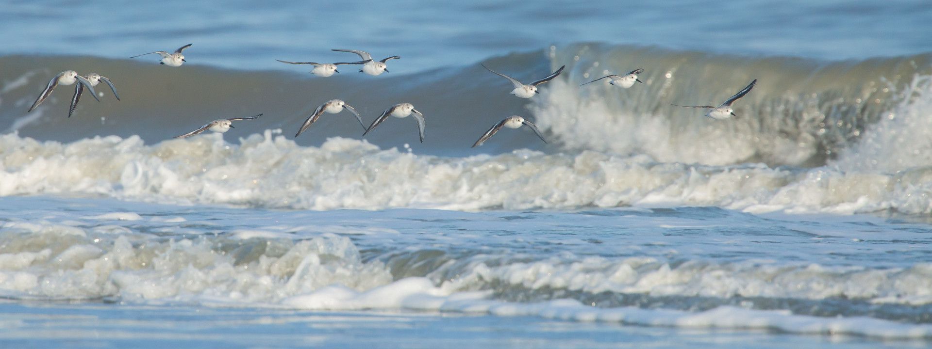 Birdwatching on island Schiermonnikoog