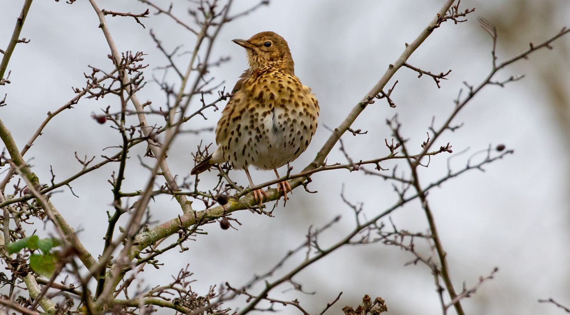 the song thrush marks the beginning of spring