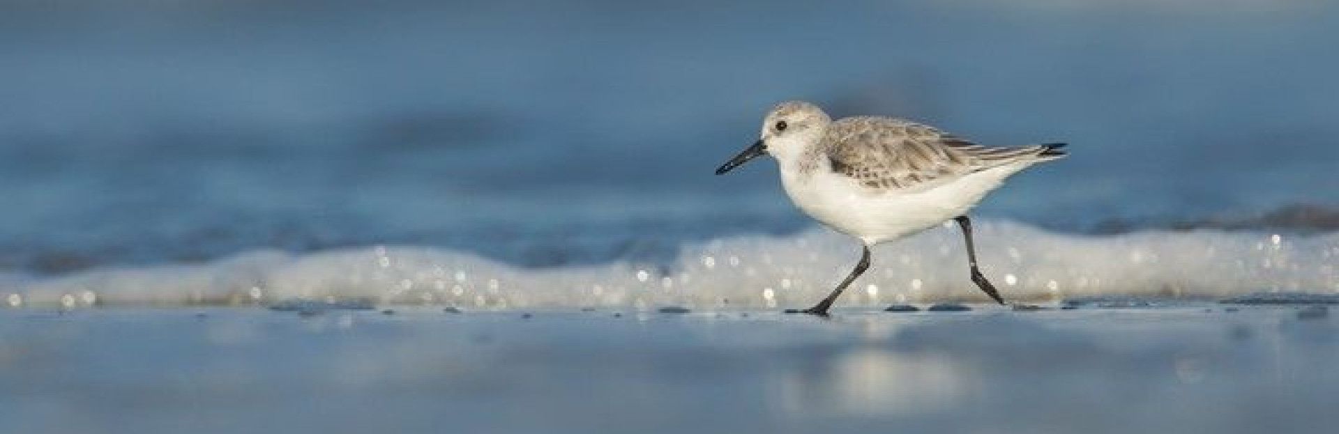 Sandpipers on Schiermonnikoog