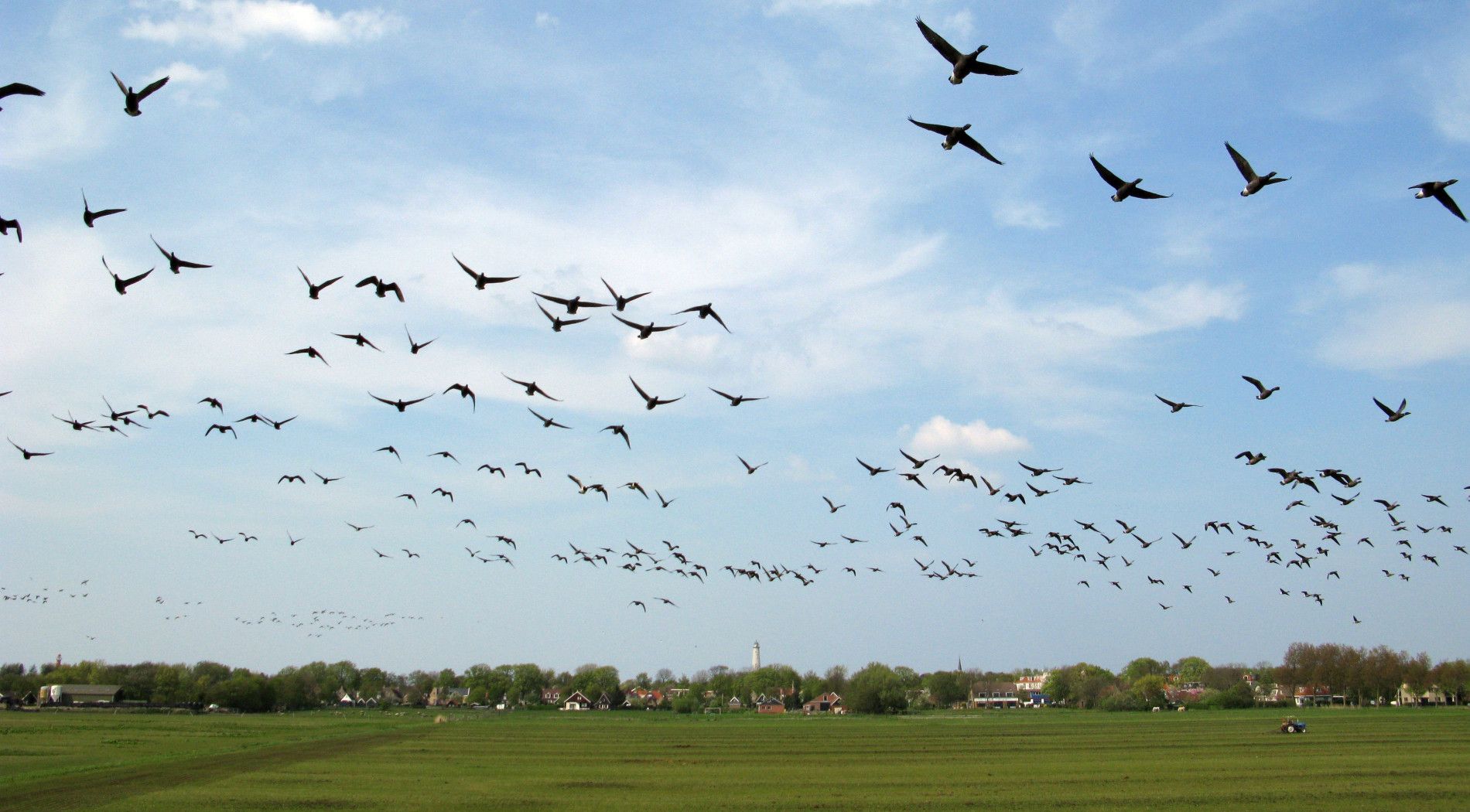 Brent geese and barnacle geese wintering on Schiermonnikoog