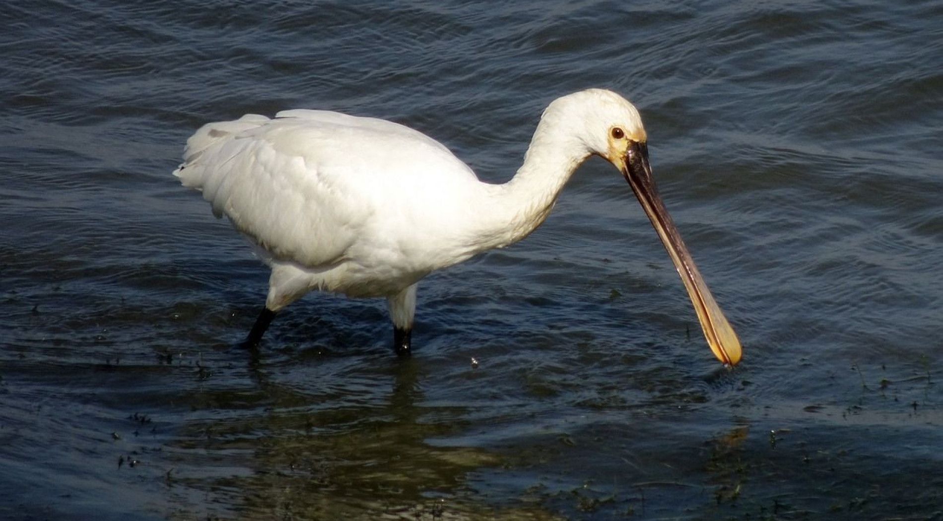 Spoonbills