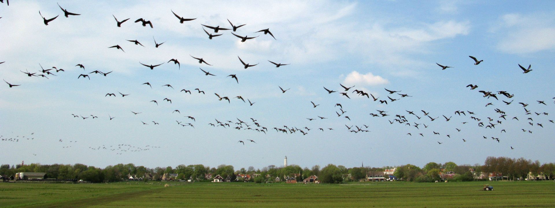 Birdwatching on island Schiermonnikoog