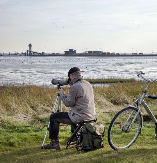 Birdwatching on island Schiermonnikoog