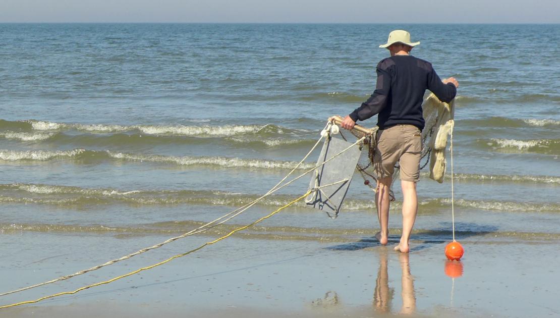 kornetvissen bij Schiermonnikoog (credits de Witte Haas)