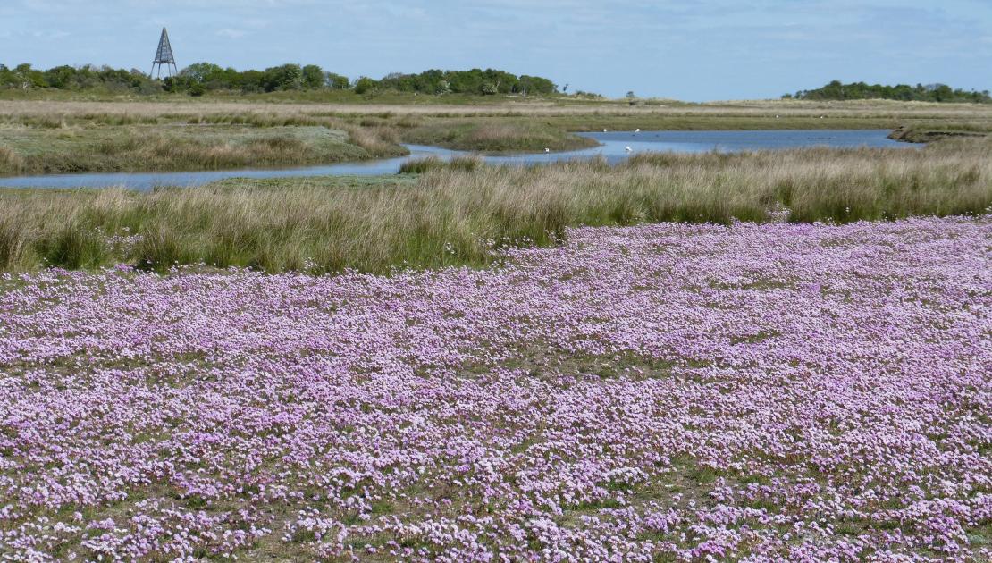 the salt marshes of schiermonnikoog